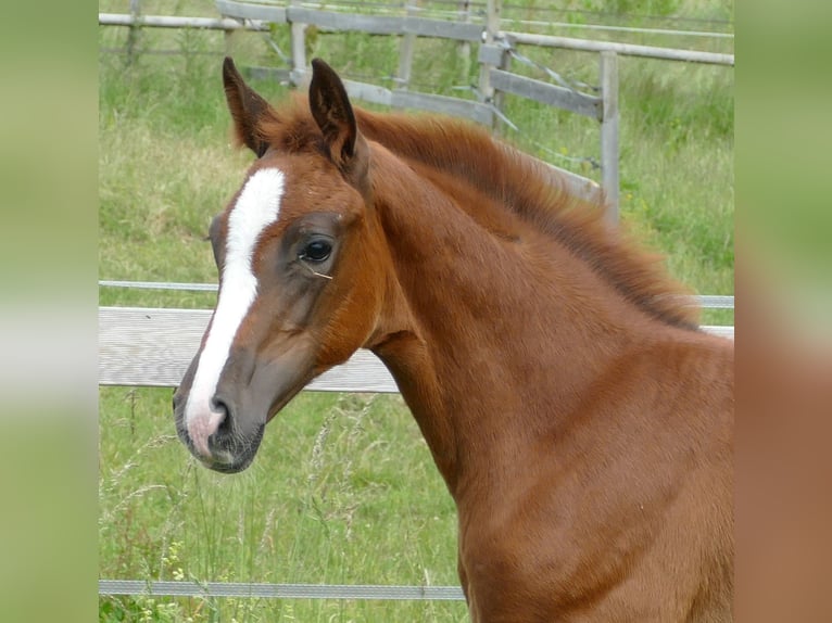 Hanoverian Mare Foal (03/2025) Chestnut in Greifenstein