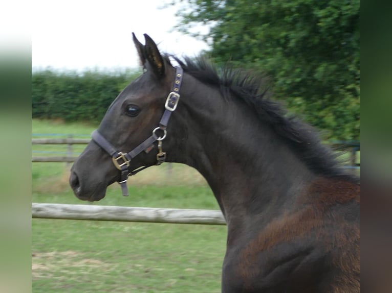 Hanoverian Mare Foal (03/2025) Chestnut in Greifenstein