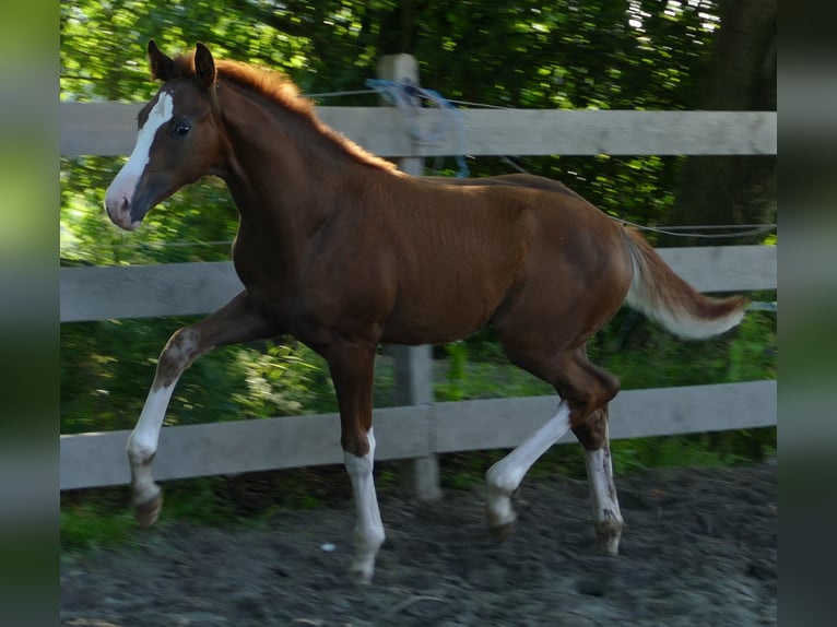Hanoverian Mare Foal (03/2025) Chestnut in Greifenstein