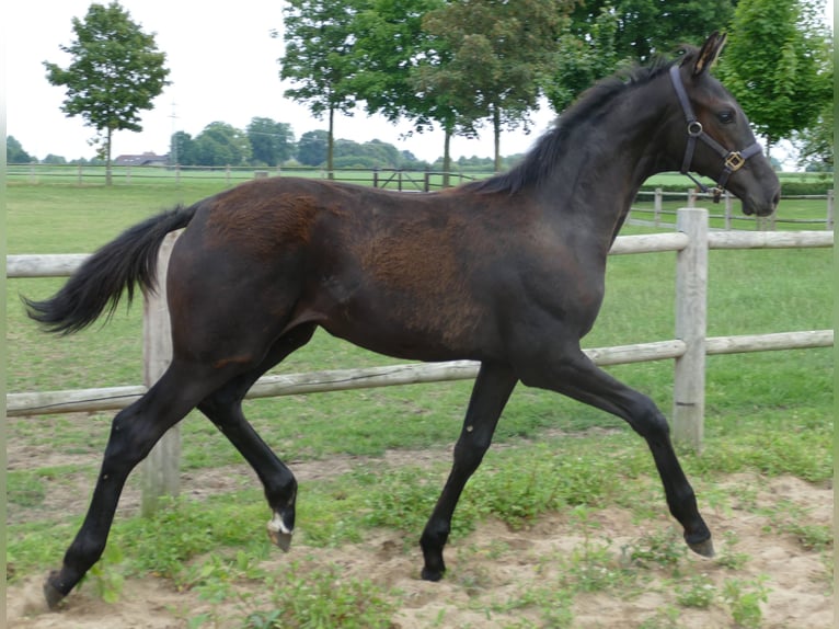 Hanoverian Mare Foal (03/2025) Chestnut in Greifenstein