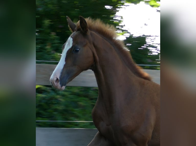 Hanoverian Mare Foal (03/2025) Chestnut in Greifenstein