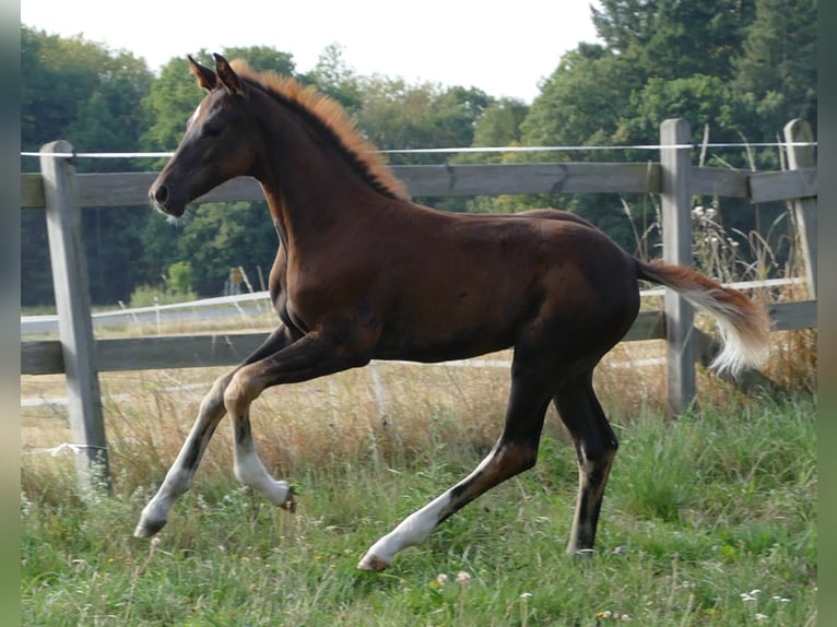 Hanoverian Mare Foal (03/2025) Chestnut in Greifenstein