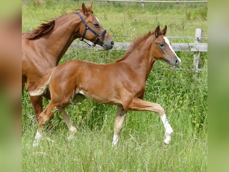 Hanoverian Mare Foal (03/2025) Chestnut in Greifenstein