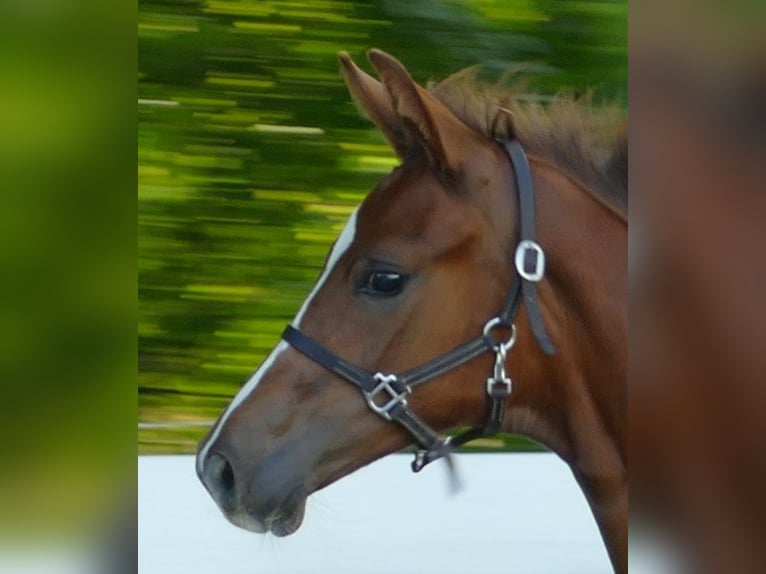Hanoverian Mare Foal (03/2025) Chestnut in Greifenstein