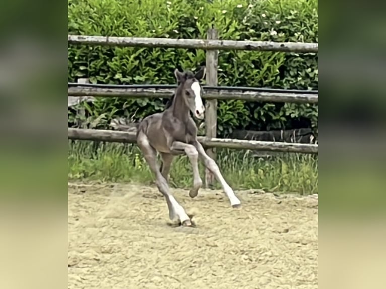 Hanoverian Mare Foal (06/2025) Chestnut in Kevelaer