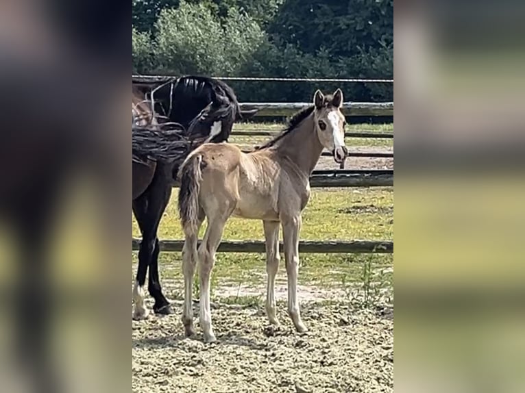 Hanoverian Mare Foal (06/2025) Chestnut in Kevelaer