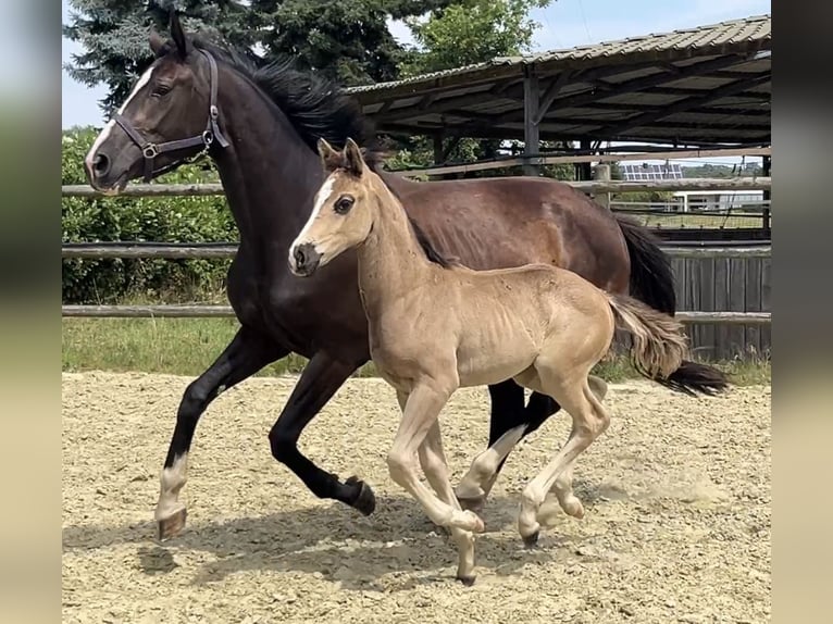 Hanoverian Mare Foal (06/2025) Chestnut in Kevelaer