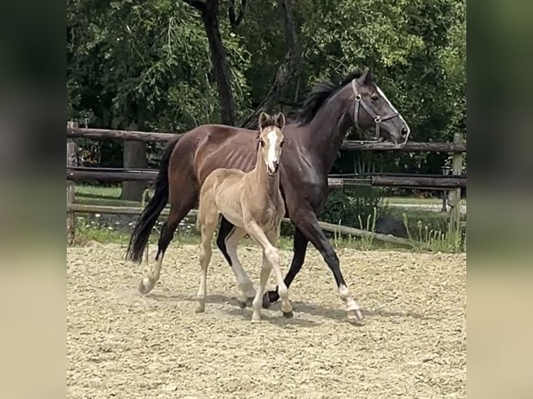 Hanoverian Mare Foal (06/2025) Chestnut in Kevelaer