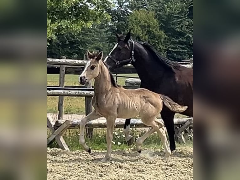 Hanoverian Mare Foal (06/2025) Chestnut in Kevelaer