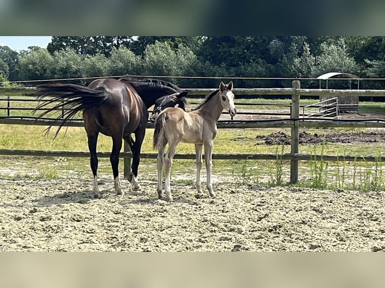 Hanoverian Mare Foal (06/2025) Chestnut in Kevelaer