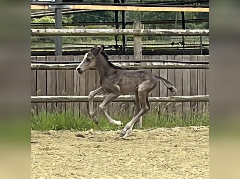 Hanoverian Mare Foal (06/2025) Chestnut in Kevelaer