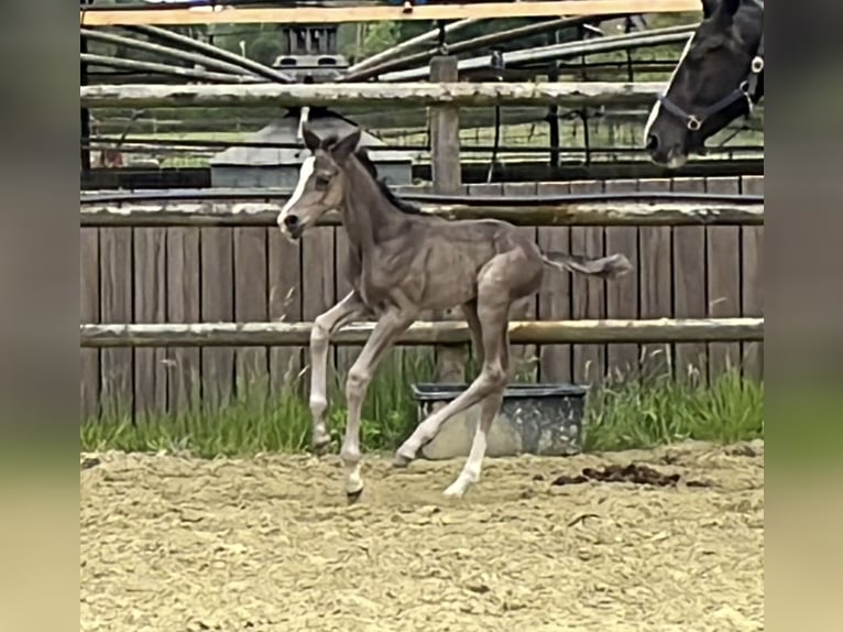 Hanoverian Mare Foal (06/2025) Chestnut in Kevelaer