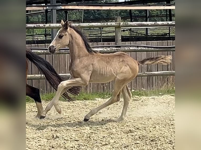 Hanoverian Mare Foal (06/2025) Chestnut in Kevelaer