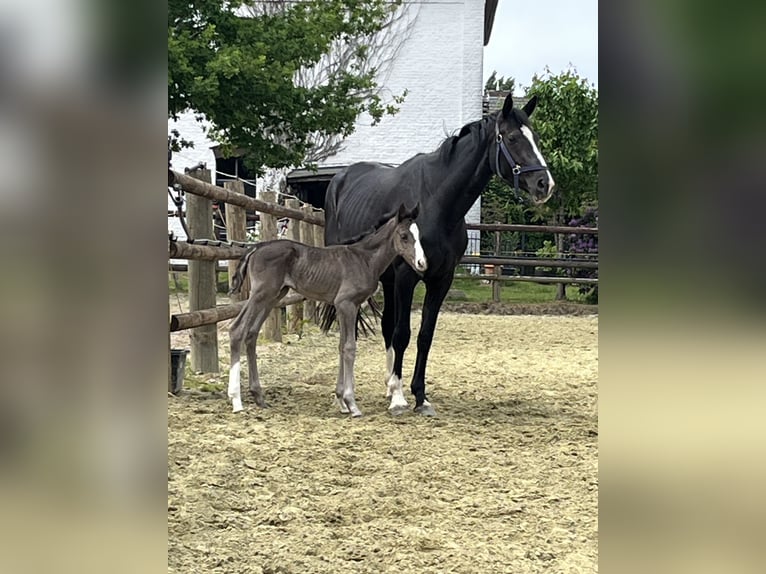 Hanoverian Mare Foal (06/2025) Chestnut in Kevelaer