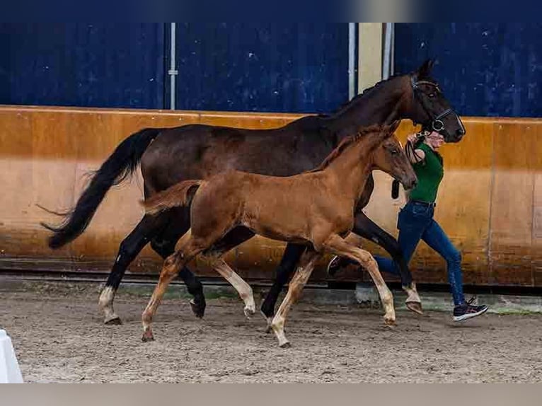 Hanoverian Mare Foal (05/2023) Chestnut in Lavacherie