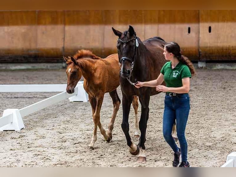 Hanoverian Mare Foal (05/2023) Chestnut in Lavacherie
