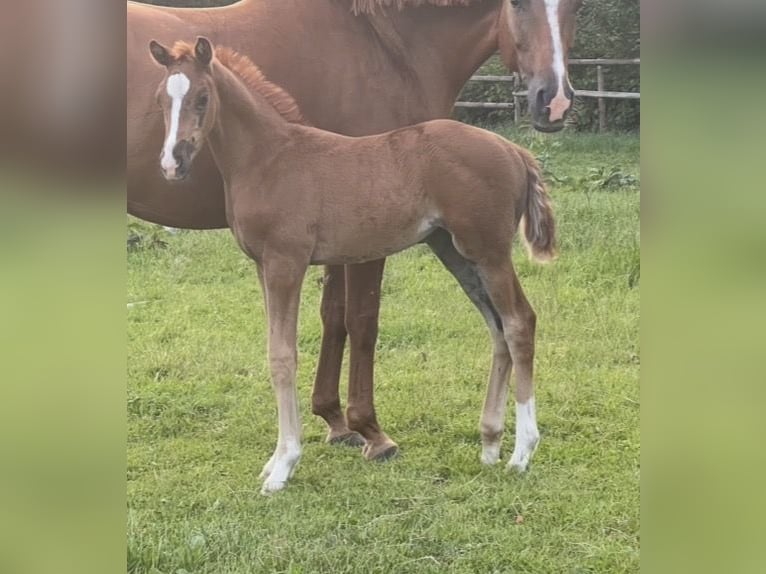 Hanoverian Mare Foal (05/2026) Chestnut in Lilienthal