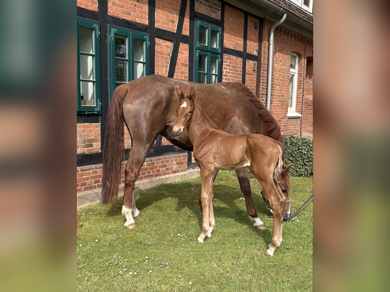 Hanoverian Mare Foal (05/2026) Chestnut in Salzhausen