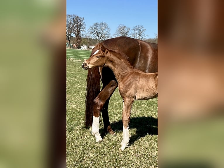 Hanoverian Mare  Chestnut in Schwarmstedt