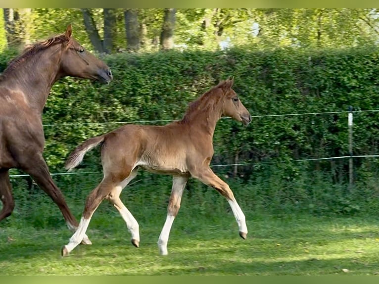 Hanoverian Mare  Chestnut in Schwarmstedt