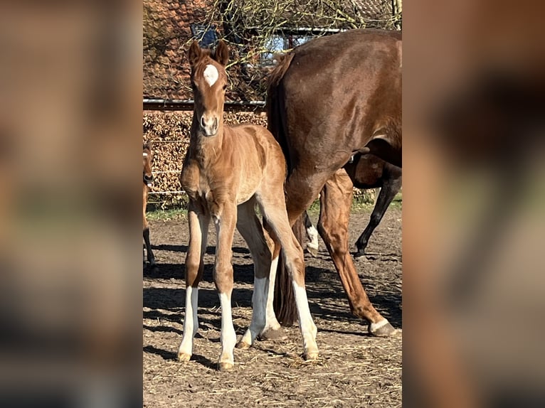 Hanoverian Mare  Chestnut in Schwarmstedt