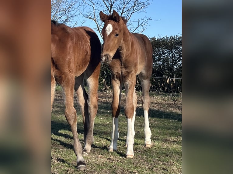 Hanoverian Mare  Chestnut in Schwarmstedt