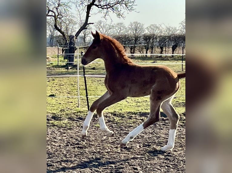 Hanoverian Mare  Chestnut in Schwarmstedt