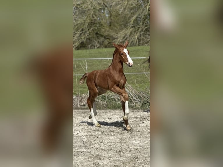 Hanoverian Mare Foal (04/2026) Chestnut in Vechta