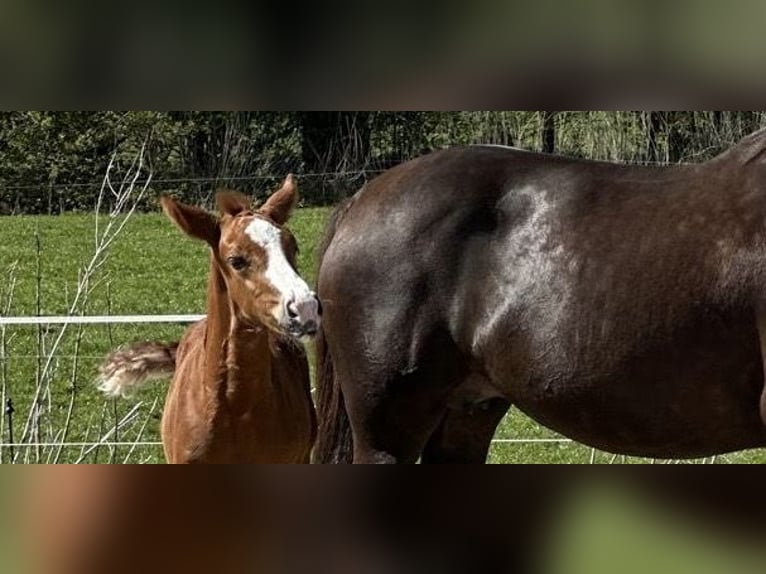 Hanoverian Mare Foal (01/2026) Chestnut in Verden (Aller)