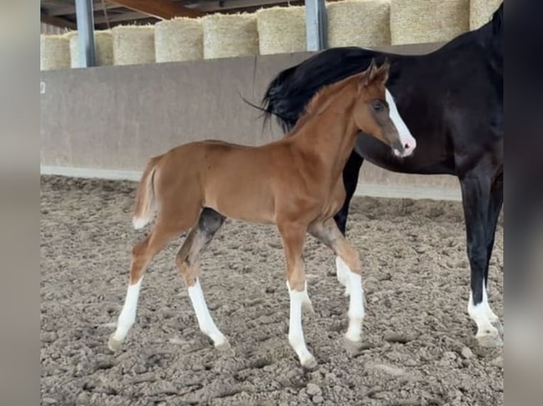 Hanoverian Mare Foal (04/2025) Chestnut in Verden (Aller)