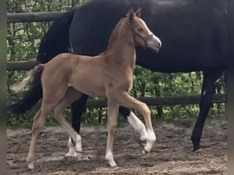 Hanoverian Mare Foal (03/2024) Chestnut in Westerstede