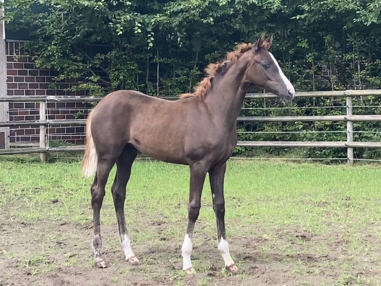 Hanoverian Mare Foal (03/2024) Chestnut in Westerstede