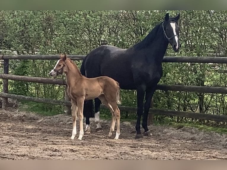 Hanoverian Mare Foal (03/2024) Chestnut in Westerstede