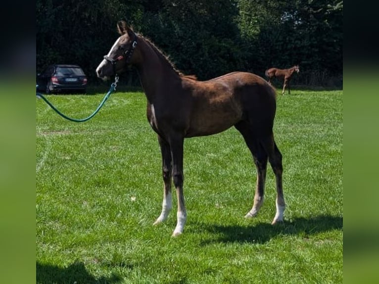 Hanoverian Mare Foal (03/2024) Chestnut in Westerstede