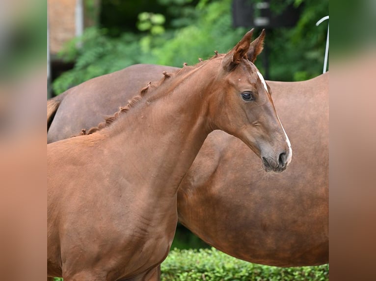 Hanoverian Mare Foal (04/2024) Chestnut-Red in Bad Bevensen