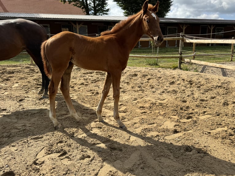 Hanoverian Mare Foal (05/2025) Chestnut-Red in Bissendorf
