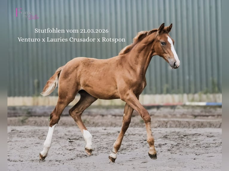 Hanoverian Mare Foal (03/2026) Chestnut-Red in Cuxhaven