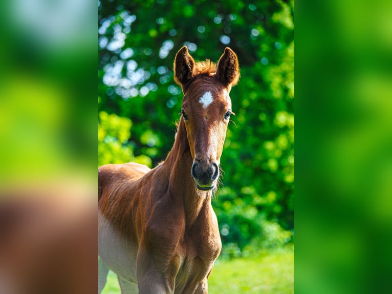 Hanoverian Mare  Chestnut-Red in Buseck