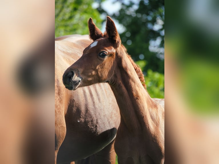 Hanoverian Mare  Chestnut-Red in Buseck