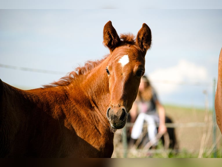 Hanoverian Mare  Chestnut-Red in Buseck