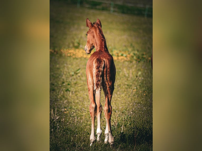 Hanoverian Mare  Chestnut-Red in Buseck