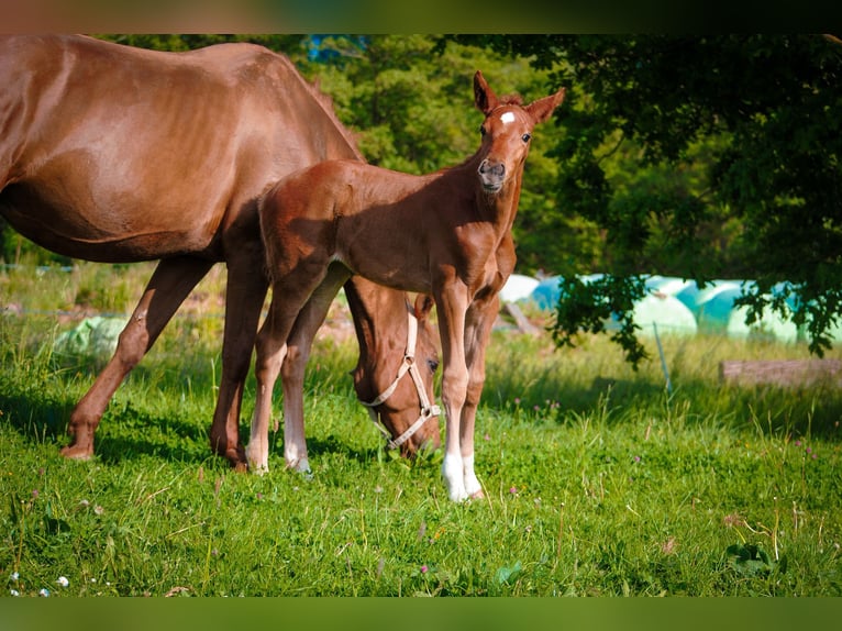 Hanoverian Mare  Chestnut-Red in Buseck
