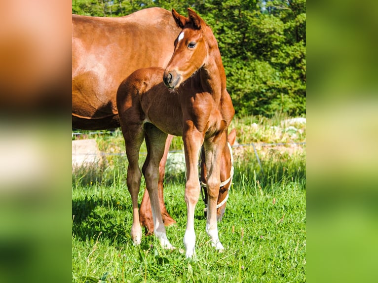 Hanoverian Mare  Chestnut-Red in Buseck