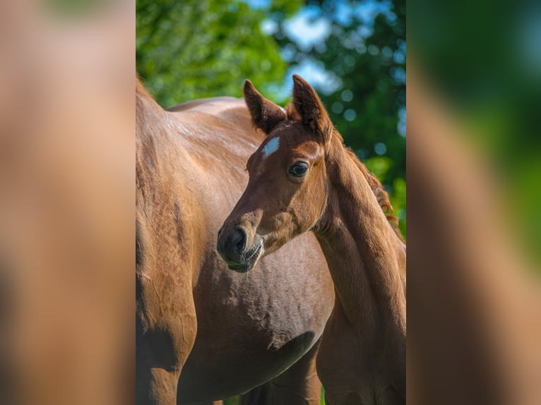 Hanoverian Mare  Chestnut-Red in Buseck