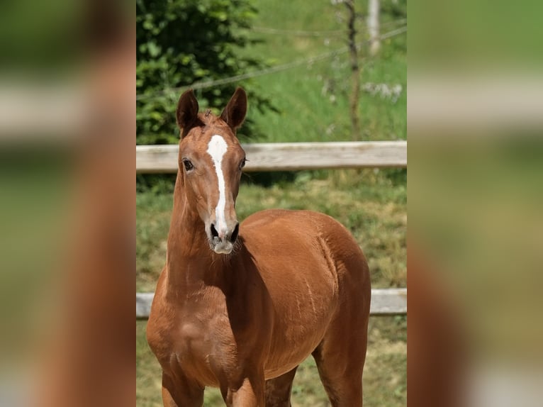 Hanoverian Mare Foal (03/2026) Chestnut-Red in Vilsheim