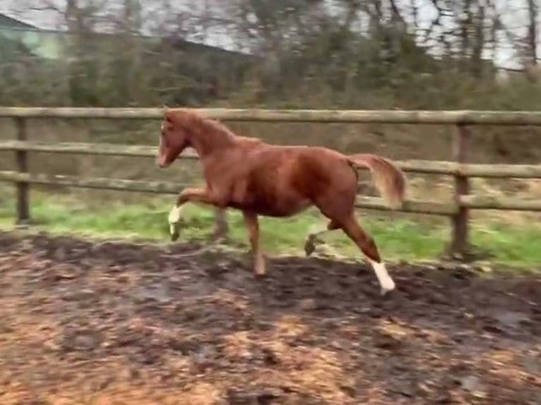 Hanoverian Mare  Chestnut-Red in Verden (Aller)