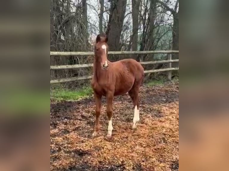 Hanoverian Mare  Chestnut-Red in Verden (Aller)