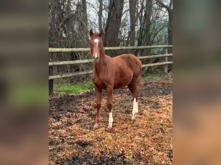 Hanoverian Mare  Chestnut-Red in Verden (Aller)