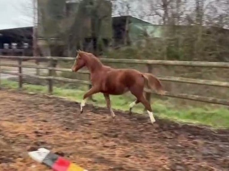 Hanoverian Mare  Chestnut-Red in Verden (Aller)