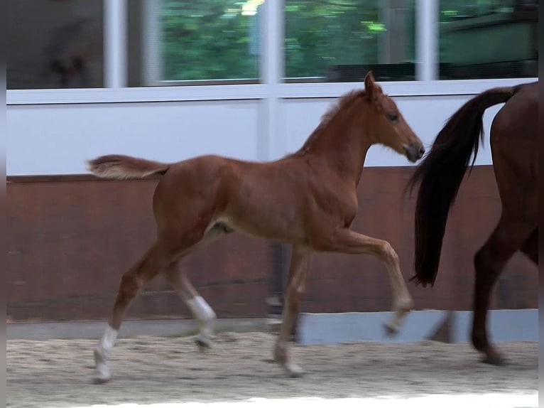 Hanoverian Mare Foal (04/2026) Chestnut-Red in Sögel